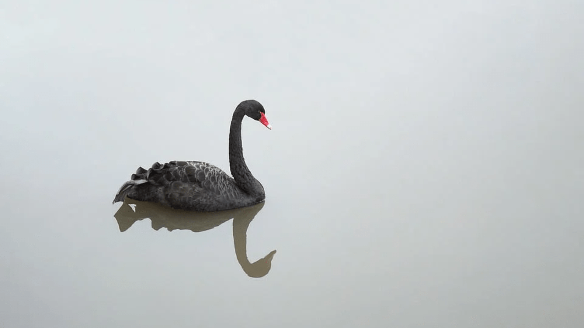 A black swan with a reflection on water.