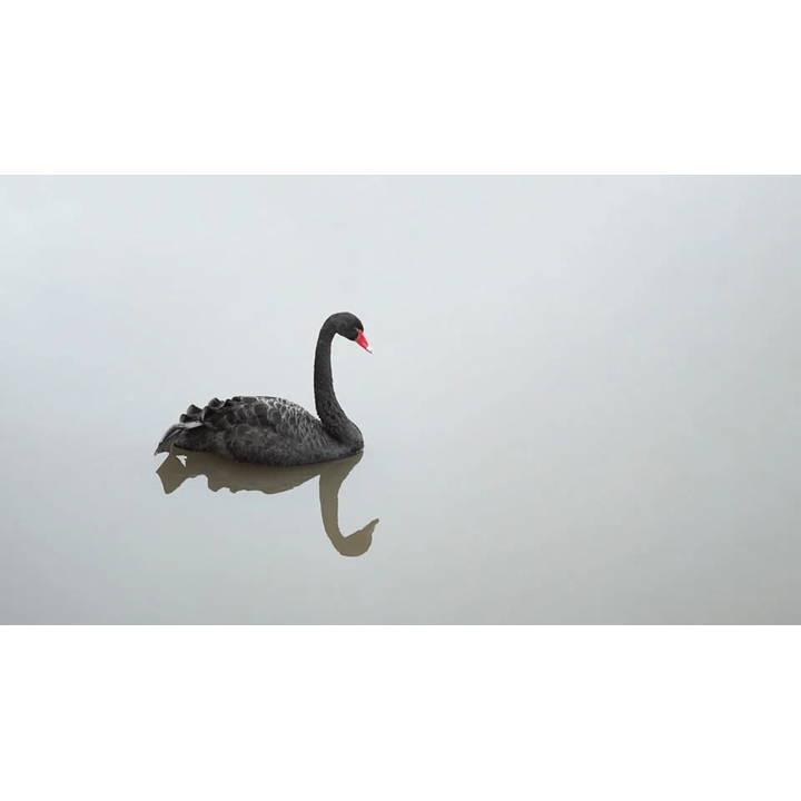 A black swan with a reflection on water.