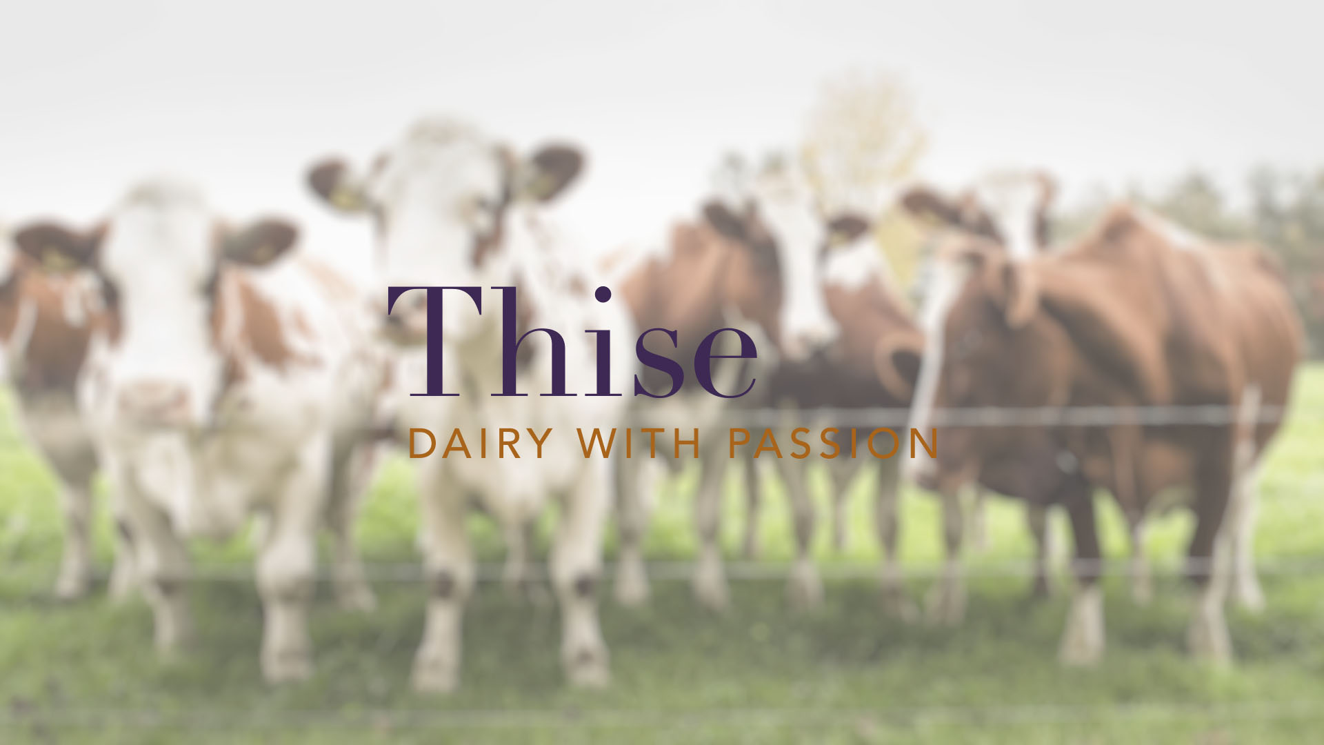 Blurry image of brown and white cows standing in a green field, with the logo "Thise Dairy With Passion" in the foreground.