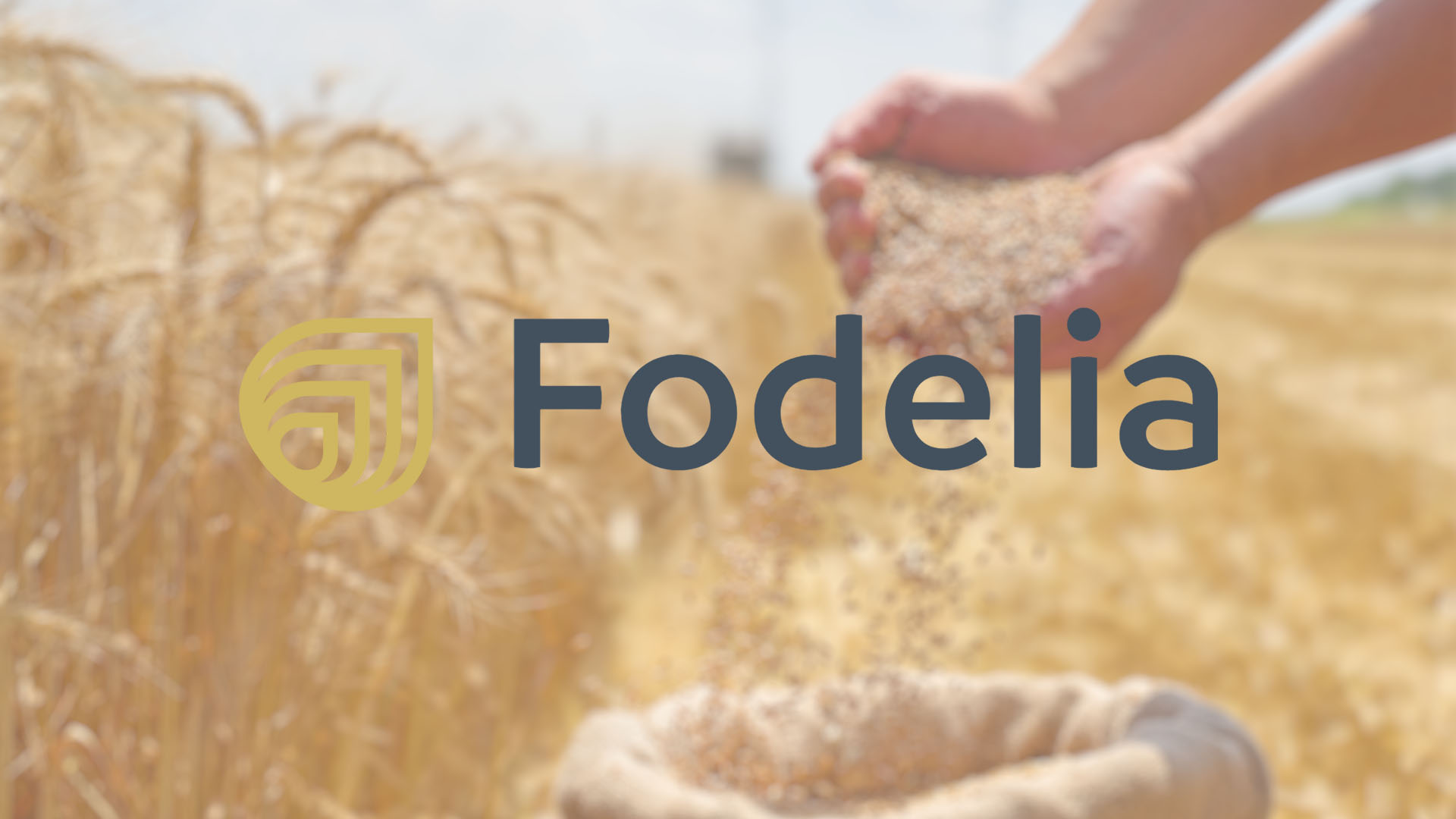 A pair of hands pours wheat kernels into a sack in a sunlit field. The background shows golden wheat and the logo "Fodelia" is superimposed.